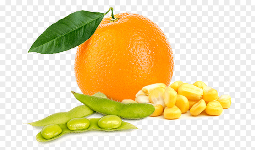 Orange Citrus Fruit Food Lemon PNG