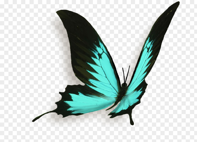 Pollinator Turquoise Feather PNG