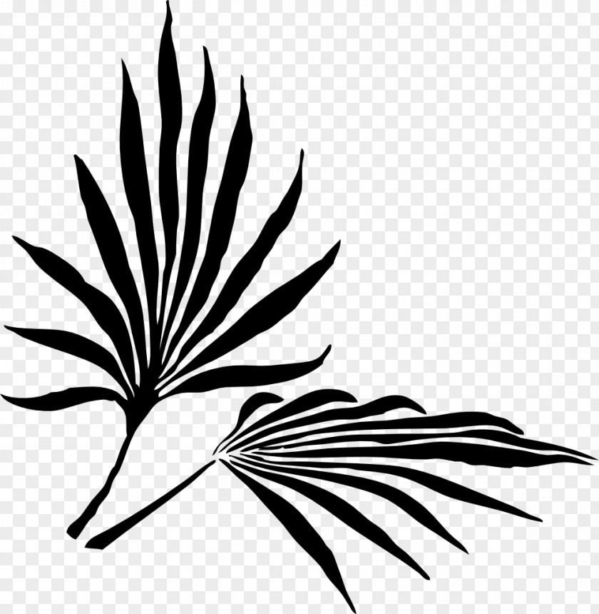 Mojito Palm Branch Frond Arecaceae Clip Art PNG