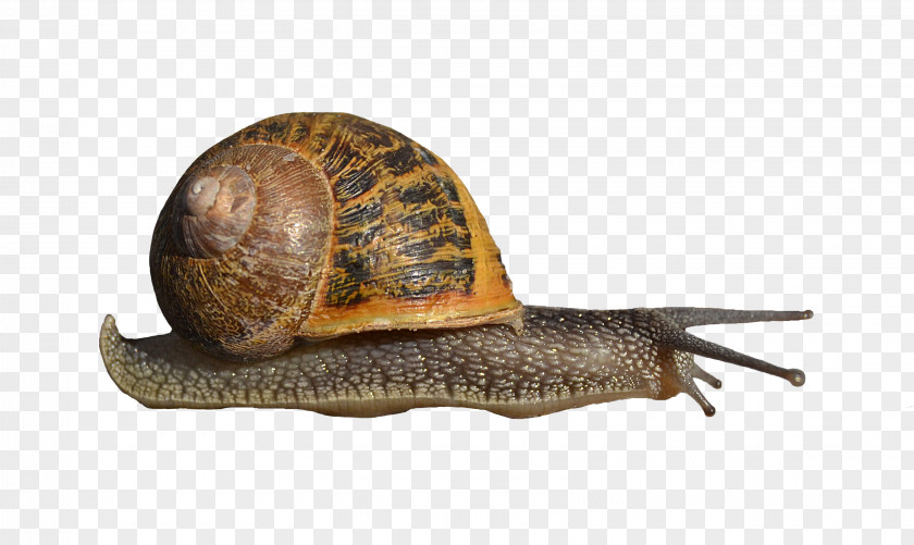 Snail Snails And Slugs Clip Art Transparency PNG