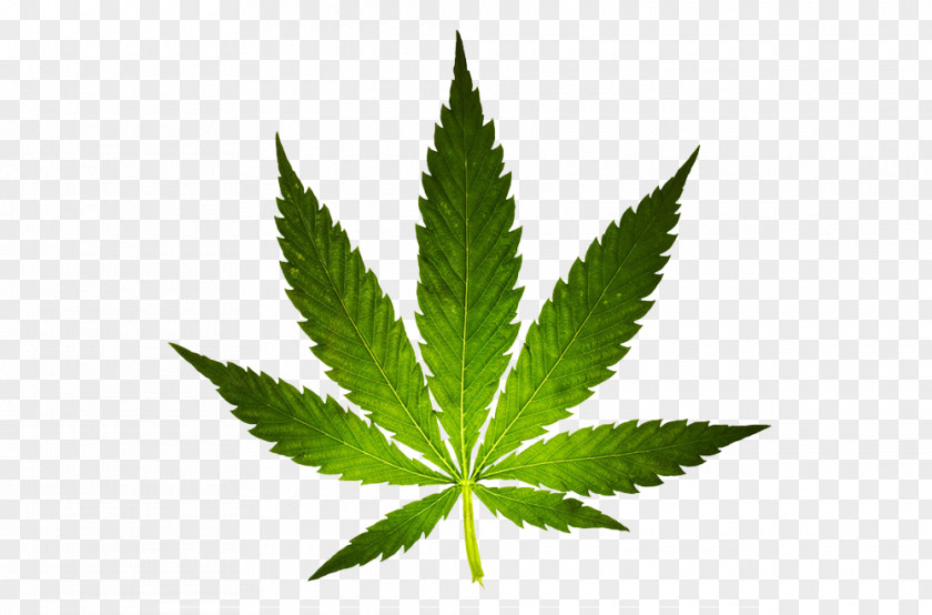 102 Cannabis Ruderalis Marijuana Sativa Medical PNG