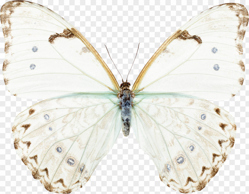 Butterfly Animation Morpho Portis Thamyris PNG