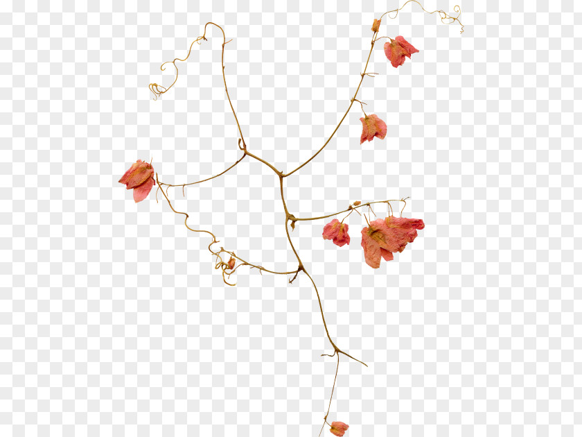 Flower Plant Twig Background PNG