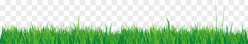 Green Grass Vector Elements Wheatgrass Wallpaper PNG