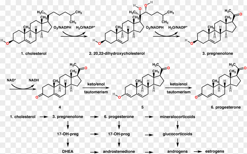 Hormone Secretion Progesterone Progestin Estrogen Chemical Synthesis PNG