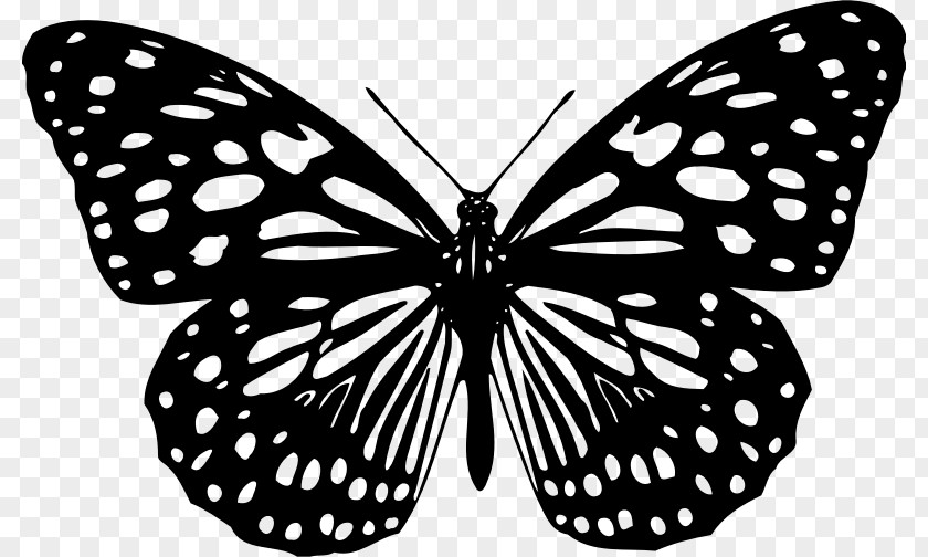 Small Butterfly Animation Color Clip Art PNG