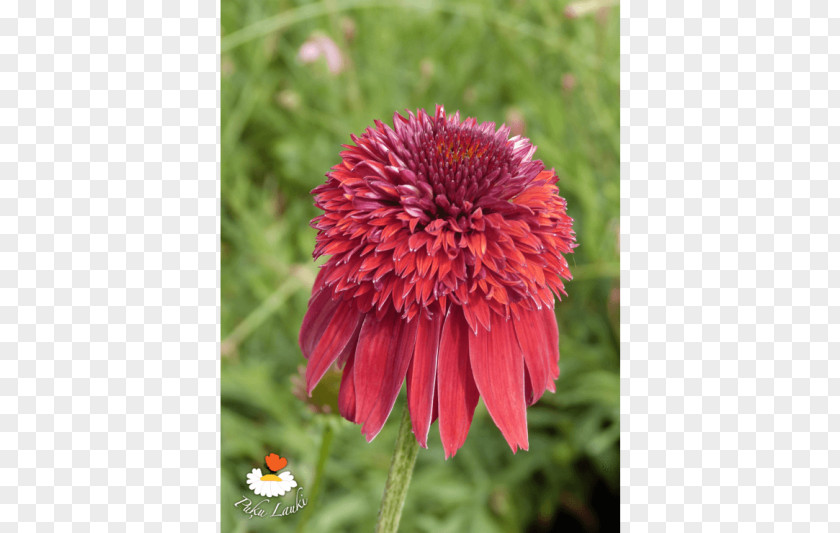 Blanket Flowers Coneflower Petal Annual Plant PNG