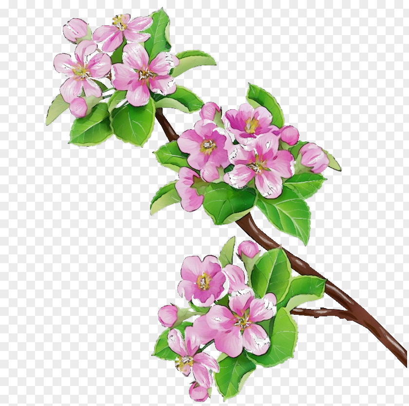 Cherry Blossom PNG