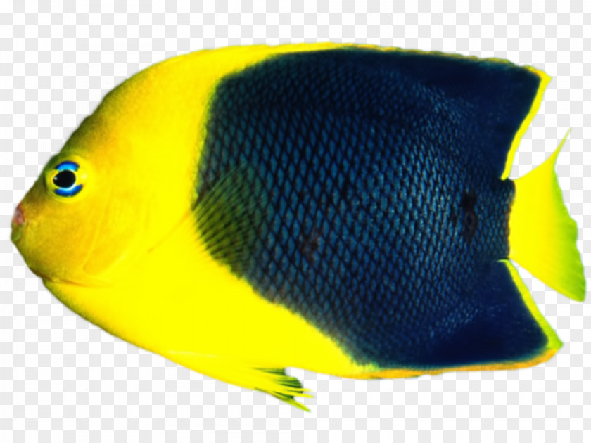 Fish Tropical Aquariums PNG