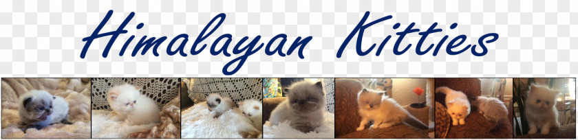 Himalayan Cat Trucker Hat Hillary Clinton Presidential Campaign, 2016 Brand Font PNG