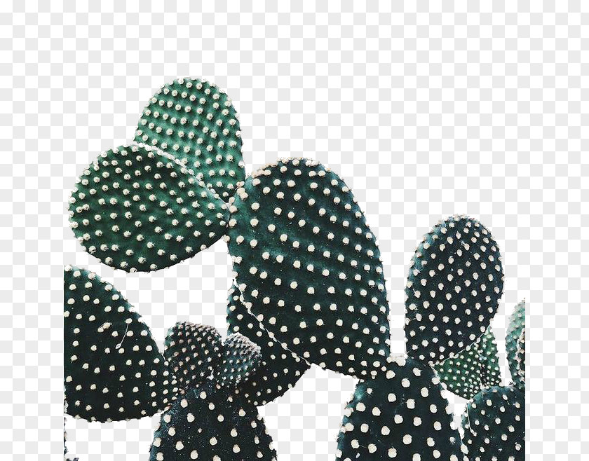 Literary Cactus Cactaceae Plant Prickly Pear PNG