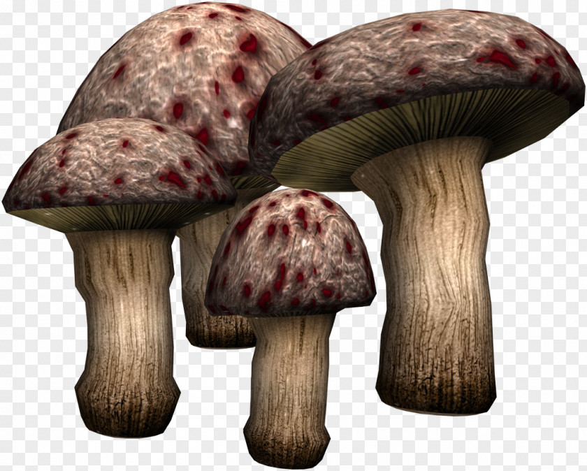 Mushroom Fungus Clip Art PNG