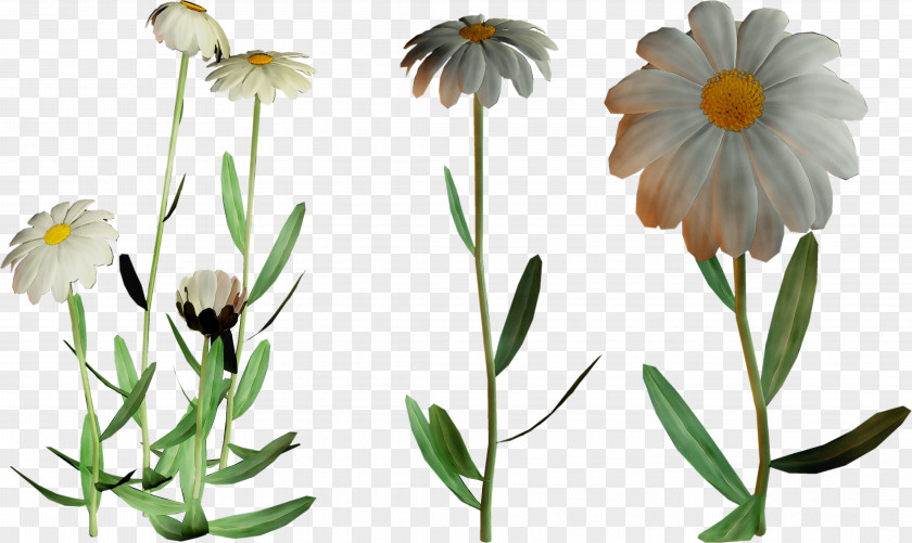 Oxeye Daisy Roman Chamomile Plant Stem Cut Flowers PNG