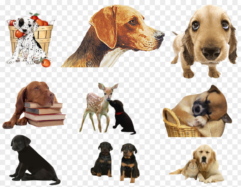 Puppy Dog Breed Companion Barnes & Noble Nook PNG