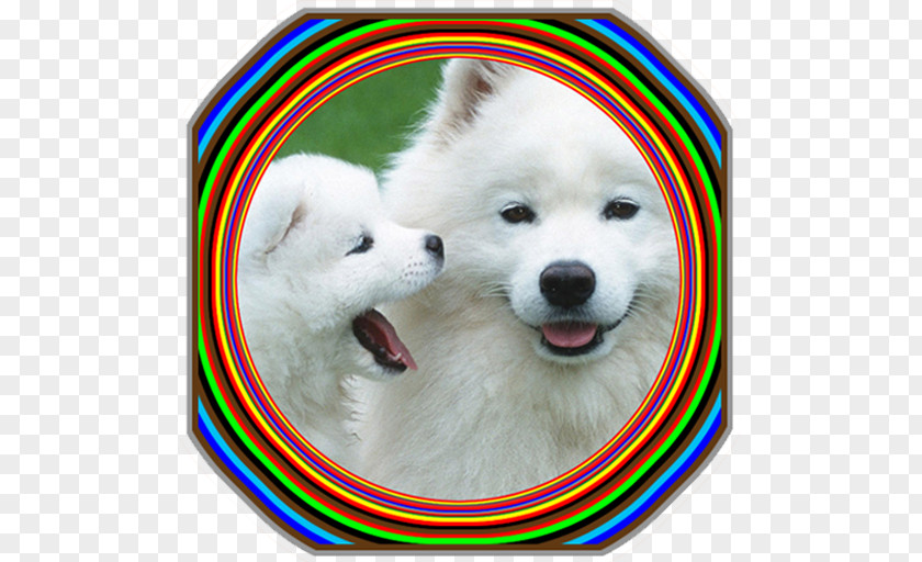 Puppy Samoyed Dog Labrador Retriever Poodle Breed PNG