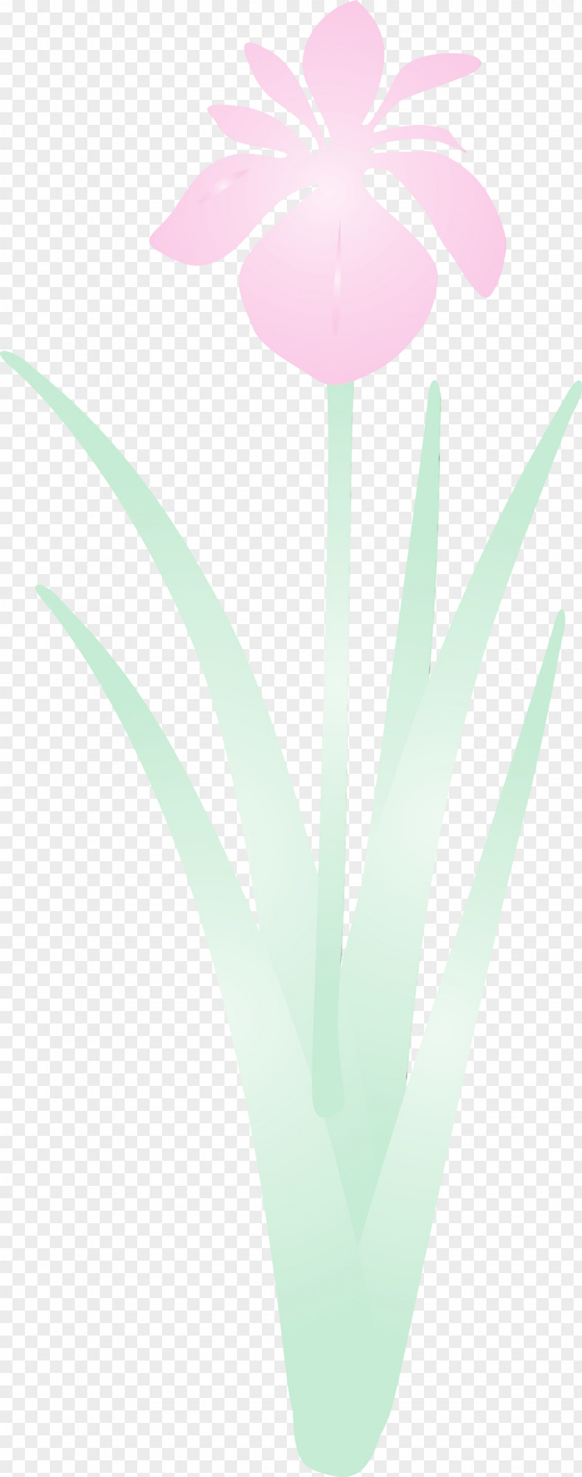 Turquoise Aqua Petal Plant Flower PNG