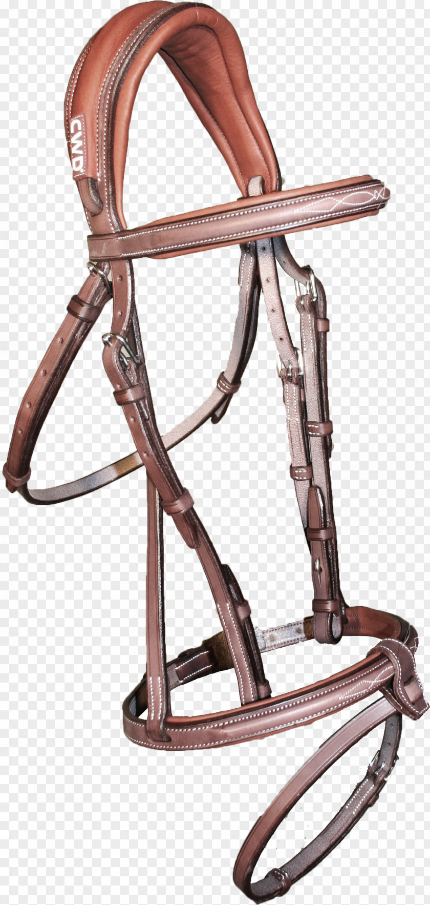 Bridle Leather Anatomy Tanning PNG
