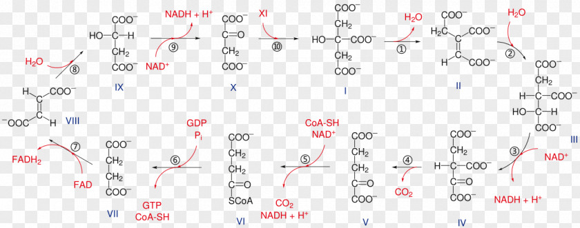 Citric Acid Cycle Aconitic Glycolysis Metabolic Pathway PNG