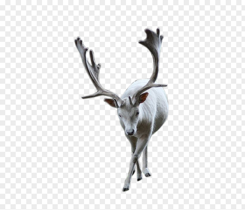 Deer Reindeer Pxe8re Davids PNG