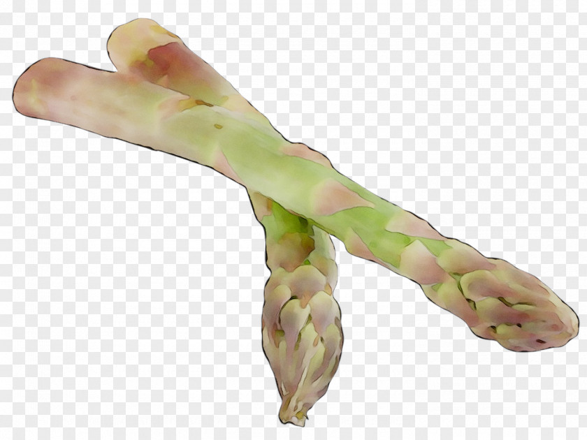 Finger Asparagus PNG