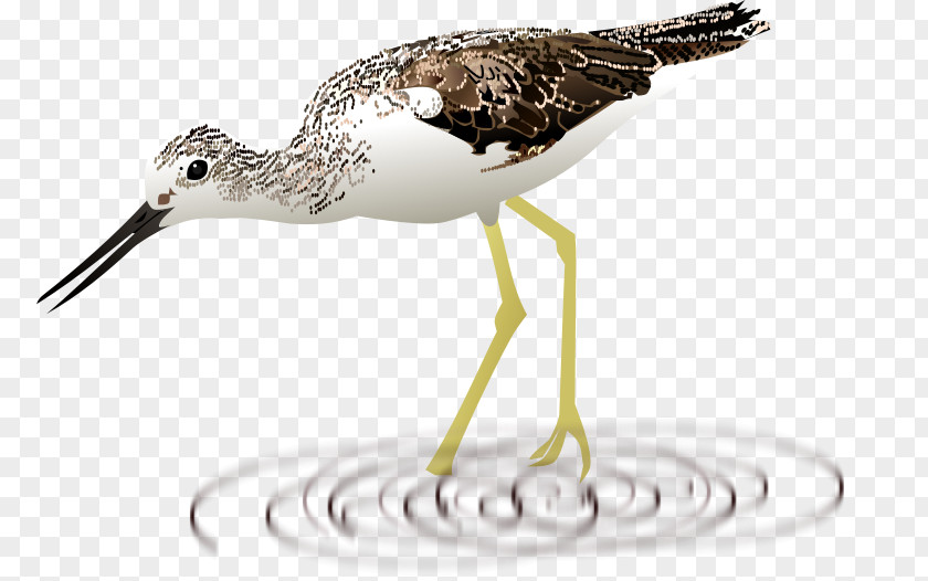 Mahesh Babu Sandpiper Bird Beak Snipe Fauna PNG