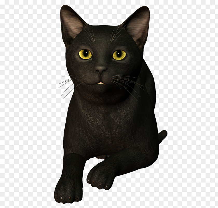 Quebec Bombay Cat Korat Chartreux Burmese European Shorthair PNG