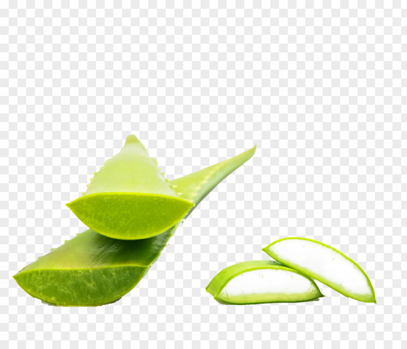 Aloe Cut Vera Plant Wallpaper PNG