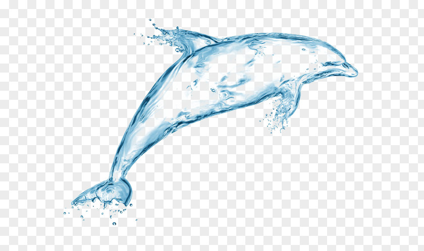 Dolphin Spray Drop Splash Water Creativity Drawing PNG