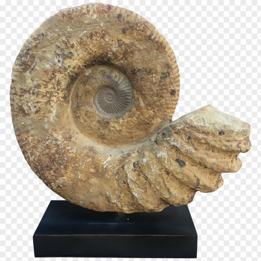 Fossil Ammonites Madagascar Table Furniture PNG