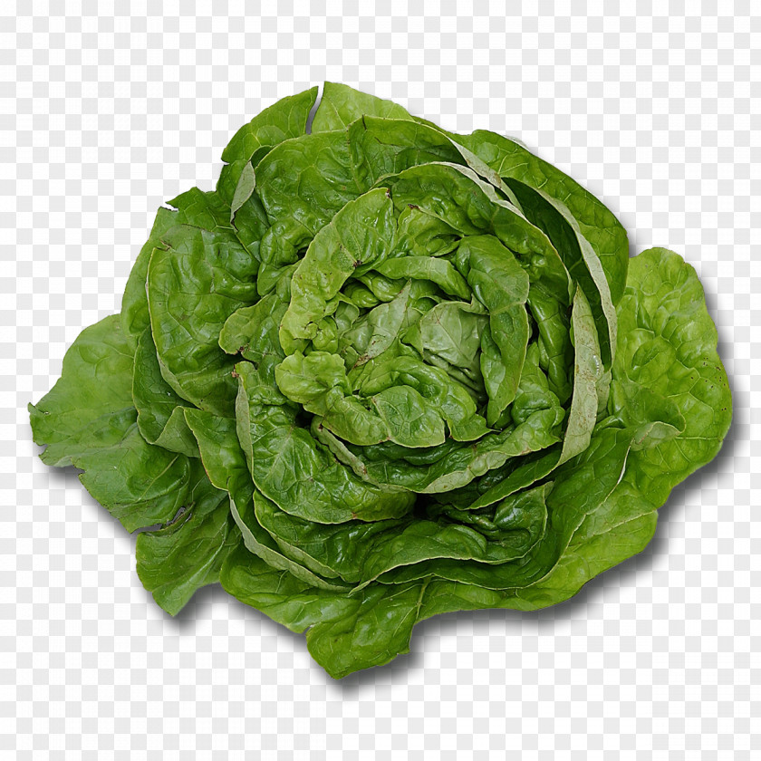 Salad Butterhead Lettuce Leaf Vegetable Romaine PNG