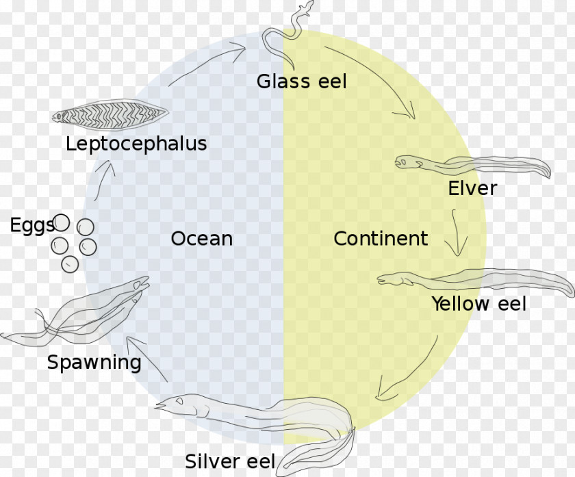 Sea Eel Life History Biological Cycle Leptocephalus European PNG