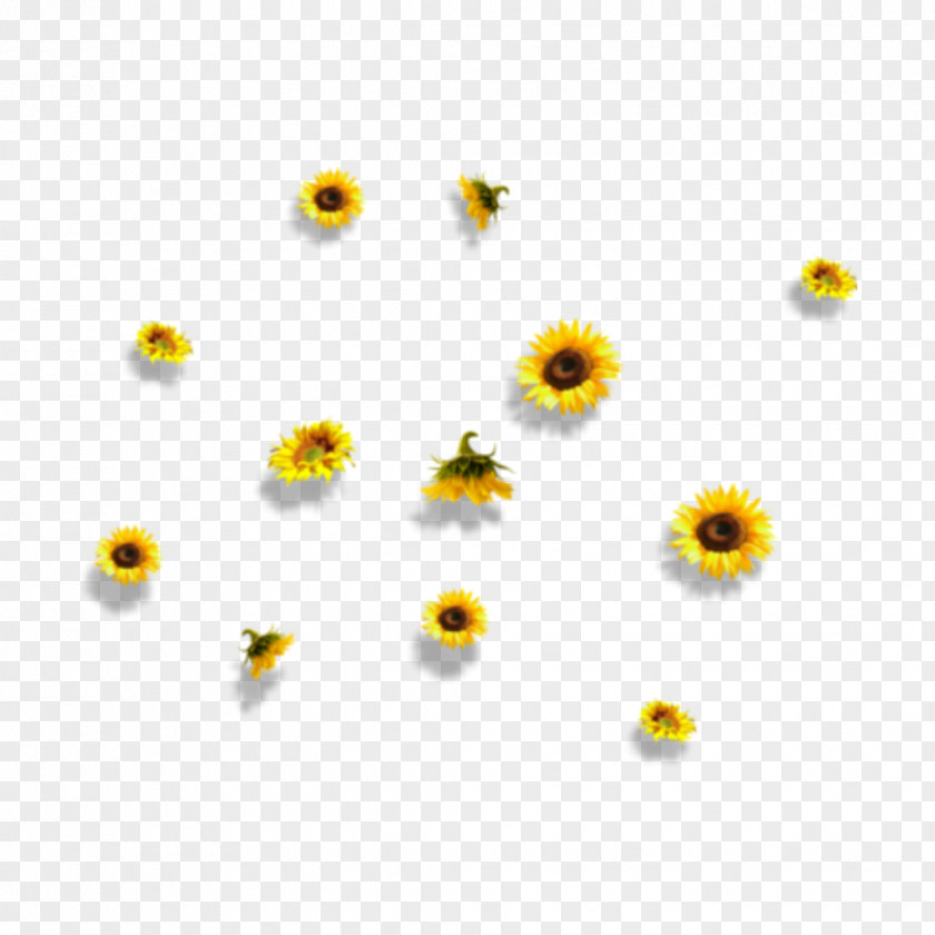 Yellow Flowers Daisy Clip Art Flower Petal Desktop Wallpaper PNG
