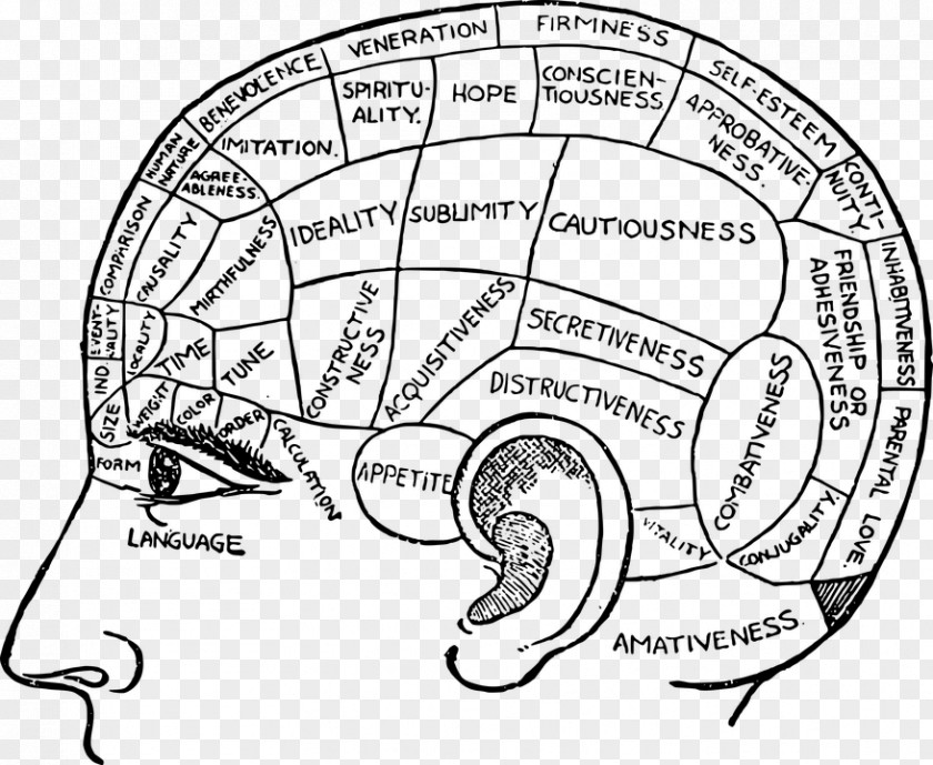 Brain Phrenology [bust] Pie Chart Diagram PNG