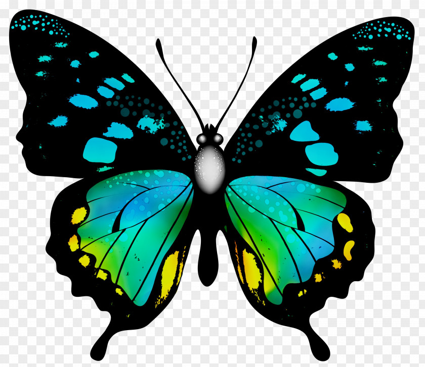Butterfly Clip Art Image Insect PNG