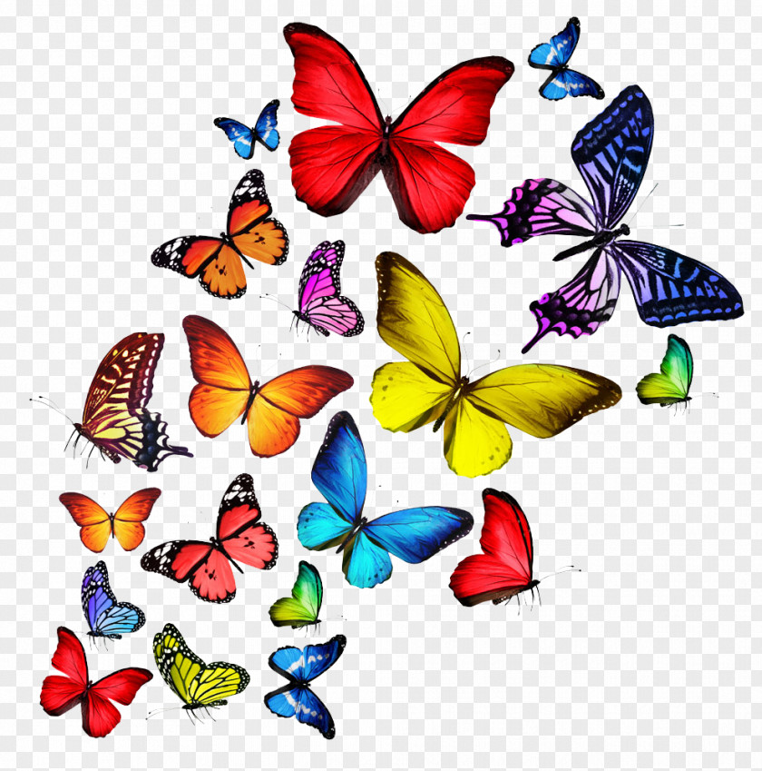 Colorful Butterfly T-shirt Stock Photography Wallpaper PNG