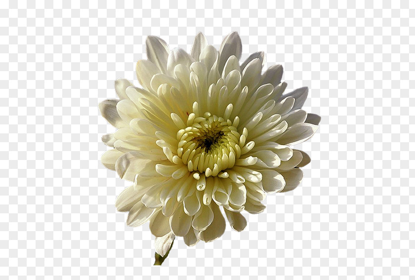 Chrysanthemum Transvaal Daisy Nursery Rhyme Cut Flowers Star PNG
