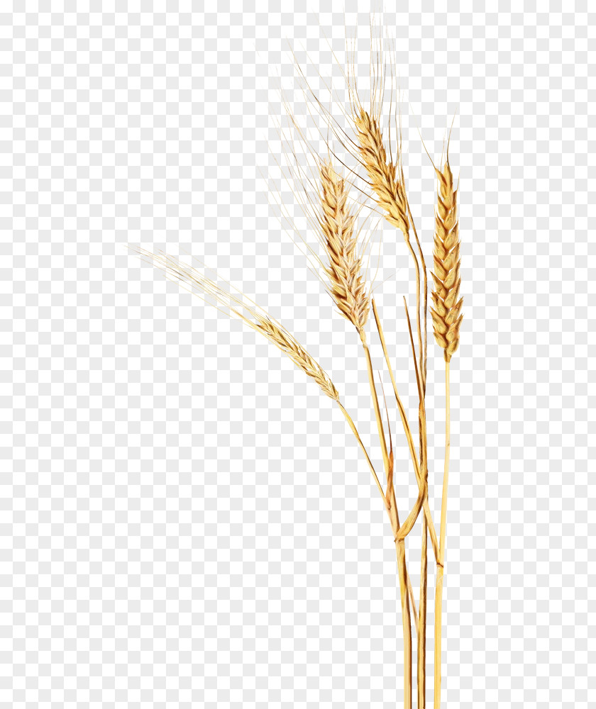 Millet Crop Grass Cartoon PNG