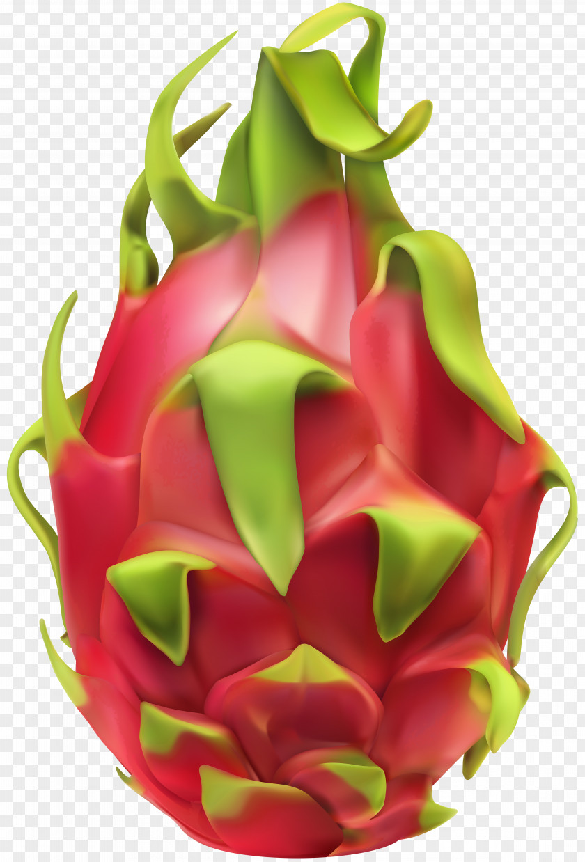 Palm Branch Decoration Pitaya Vector Graphics Clip Art Fruit PNG