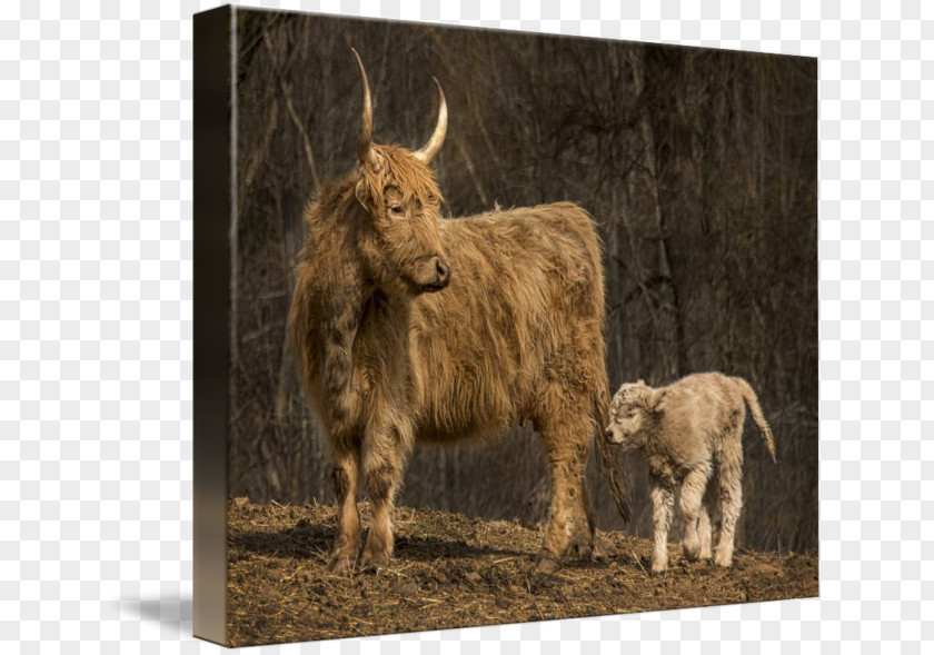 Scottish Highlands Highland Cattle Domestic Yak Ox Imagekind Horn PNG