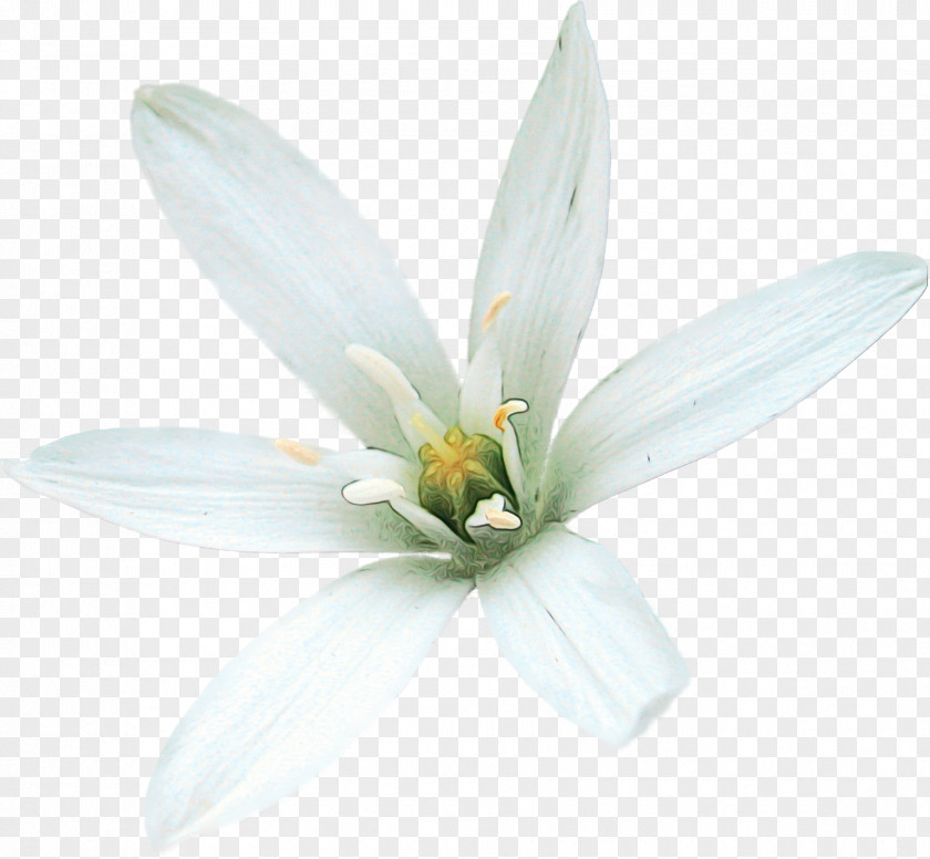 White Petal Flower Plant Leaf PNG