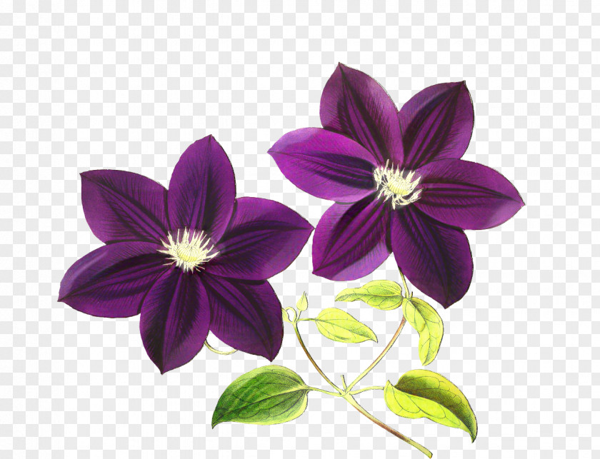 Wood Sorrel Family Viola Purple Flower PNG