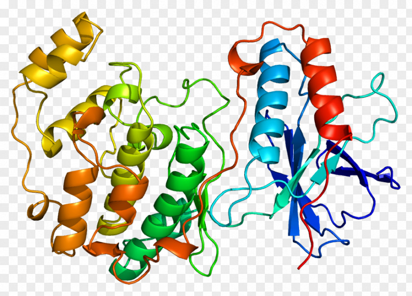 Ampactivated Protein Kinase Biocybernetics Biology Biological System Biochemistry PNG