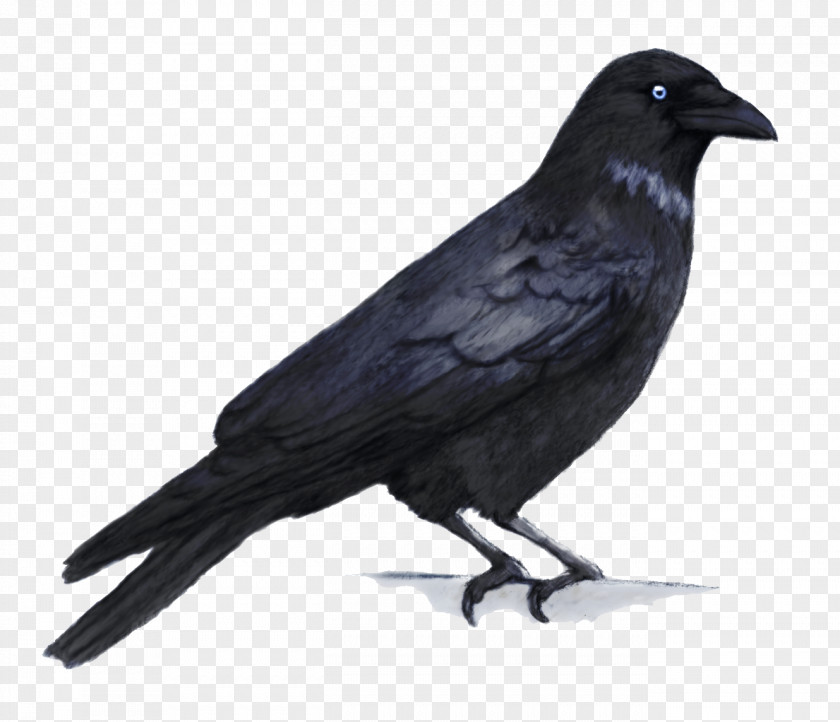 Crow Crows Clip Art PNG