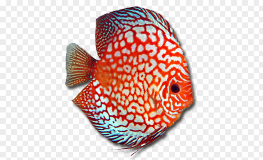 Discus Dolany Olomouc Bony Fishes Fishkeeping PNG