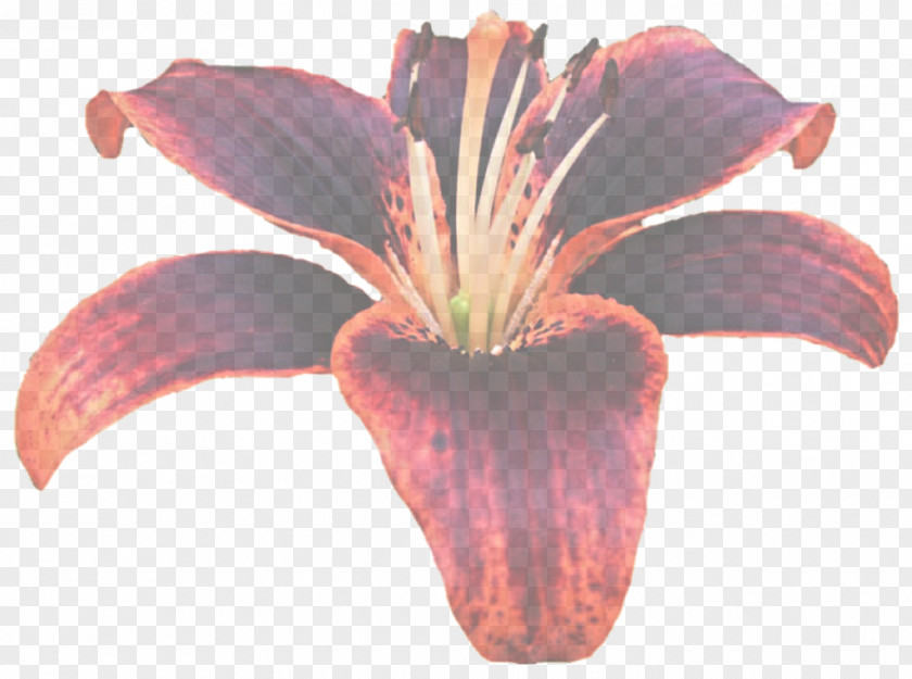 Hippeastrum Lily Family Flower Petal Plant Flowering PNG