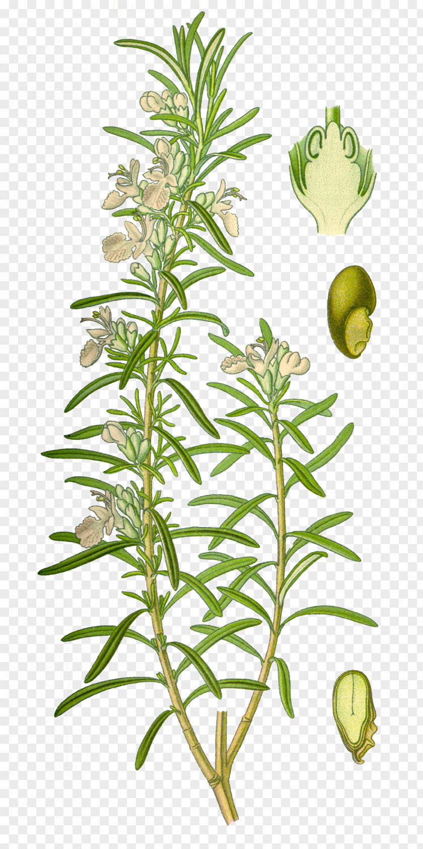 Rosemary Mediterranean Cuisine Herb Lamiaceae Officinalis PNG