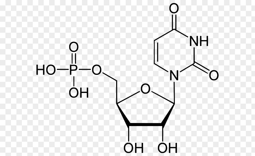 Thymidine Monophosphate Adenosine Deoxyuridine PNG