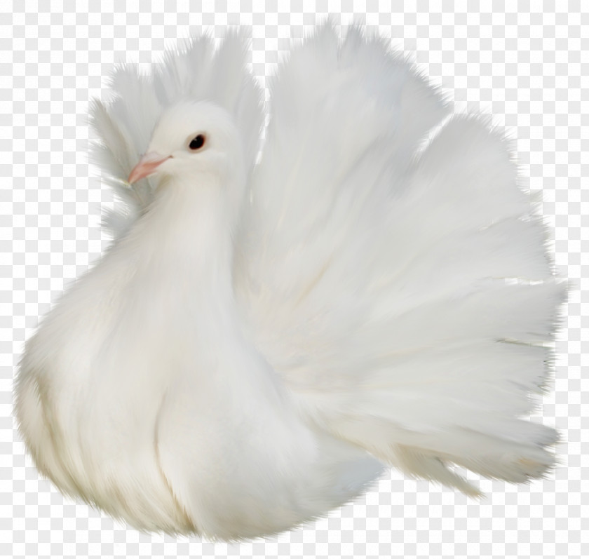 White Beautiful Delicate Dove Clipart Picture Columbidae Bird Clip Art PNG