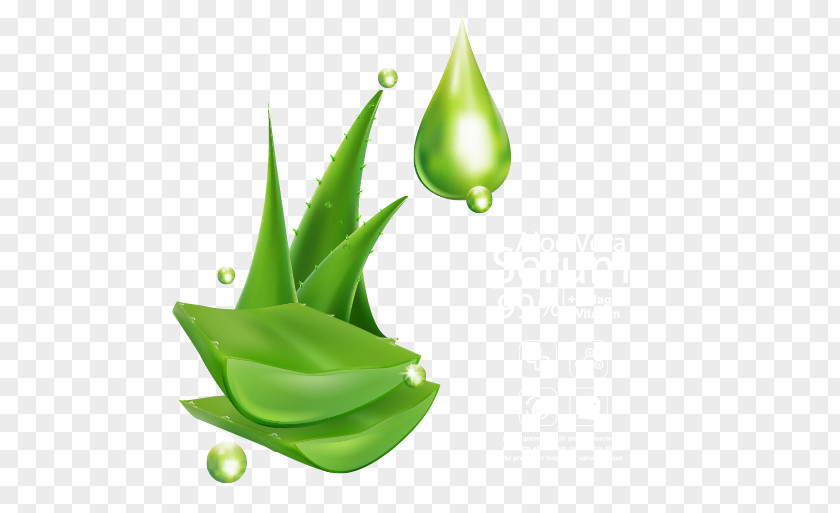 Beautifully Decorated Aloe Mask Vera Information PNG