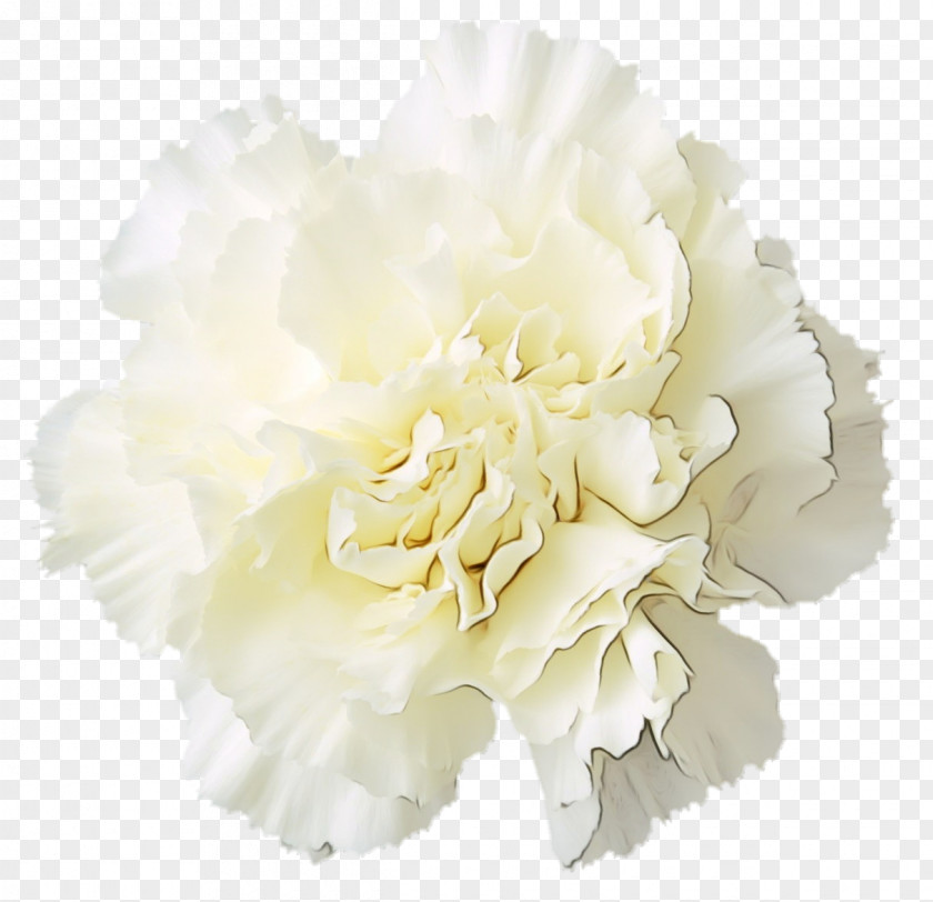 Chinese Peony Carnation White Flower Cut Flowers Petal Plant PNG
